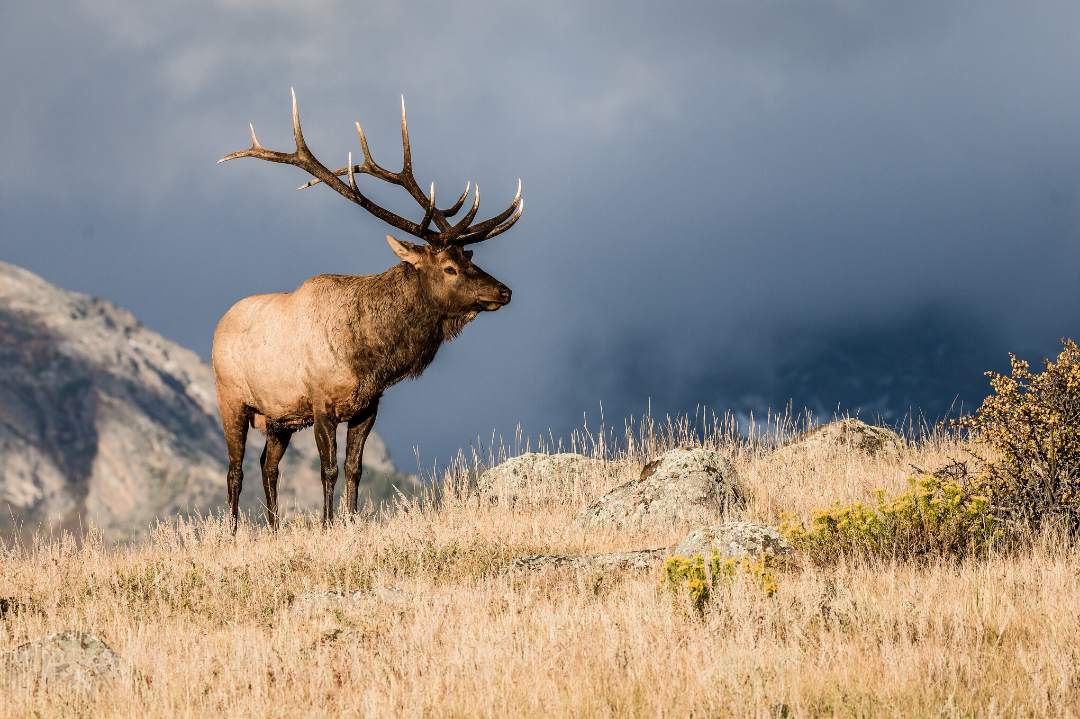 Native American Name For Elk